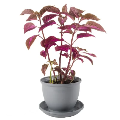 گیاه طبیعی حسن یوسف مدل P-09