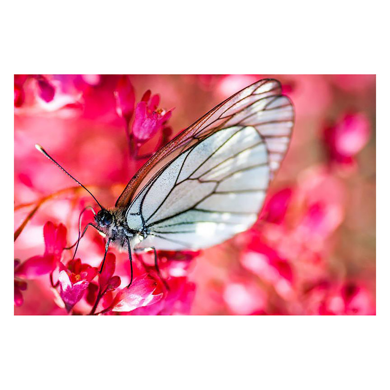 فیلتر لنز کرنل مدل CLOSE-UP (+1,+2,+4,+10)-72MM