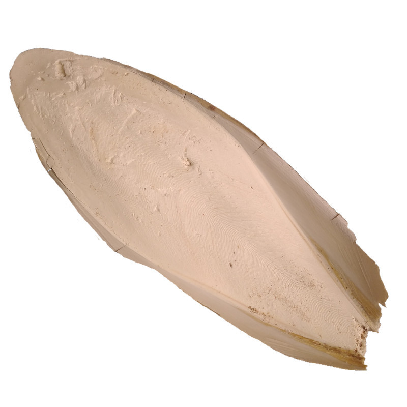 کف دریا کد M 65 وزن ۶۵ گرم