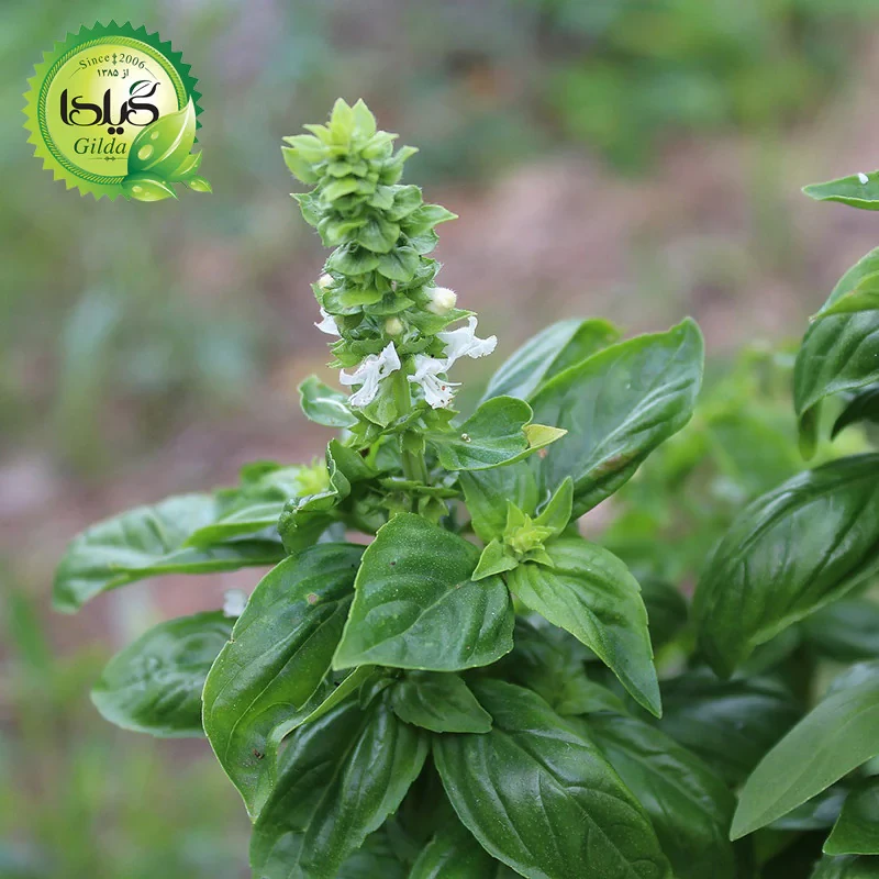 بذر سبزی خوردن گیلدا کد 097 مجموعه 10 عددی