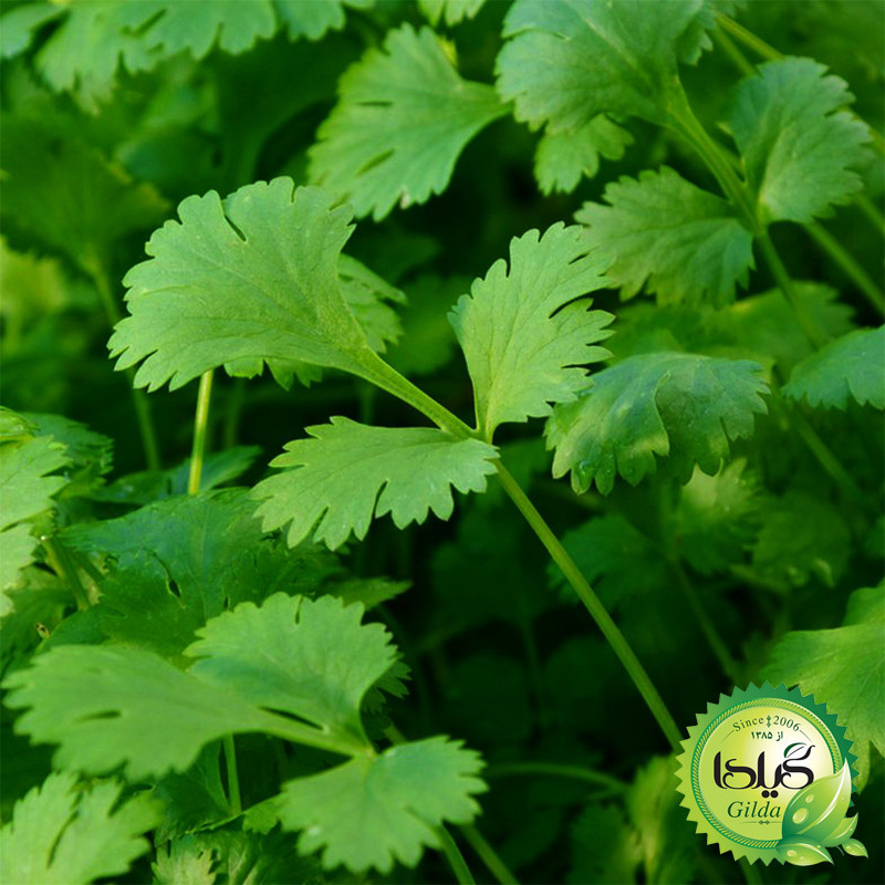 بذر سبزی خوردن گیلدا کد 097 مجموعه 10 عددی