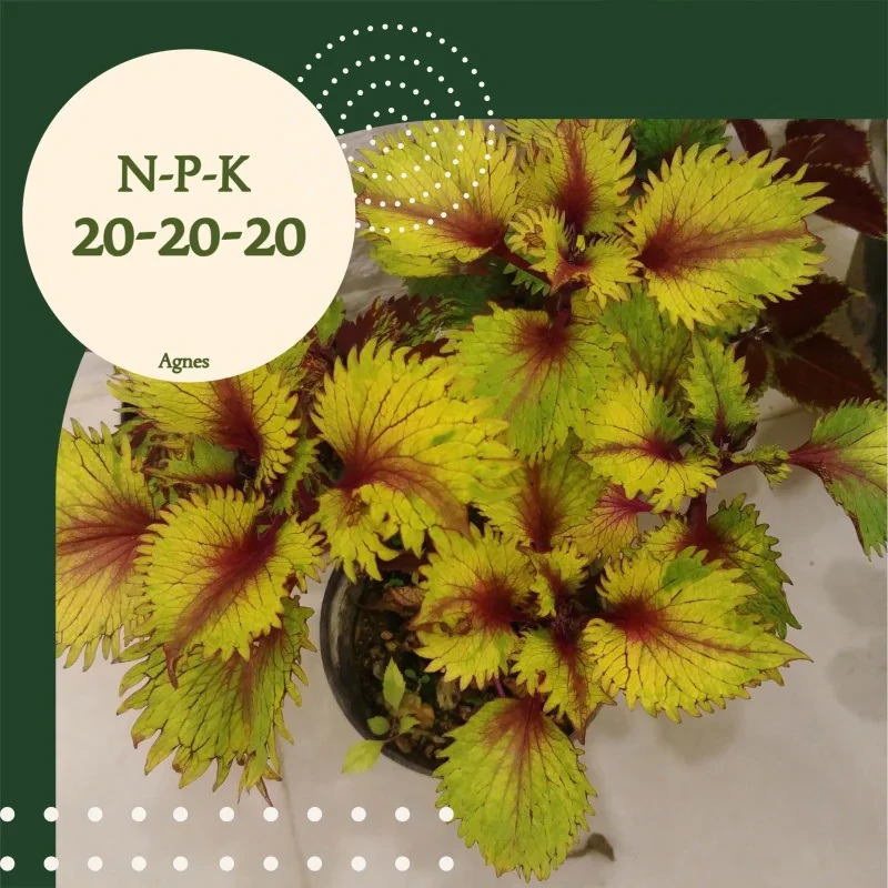 کود NPK 20-20-20 آگنس مدل Ag202020 وزن 200گرم