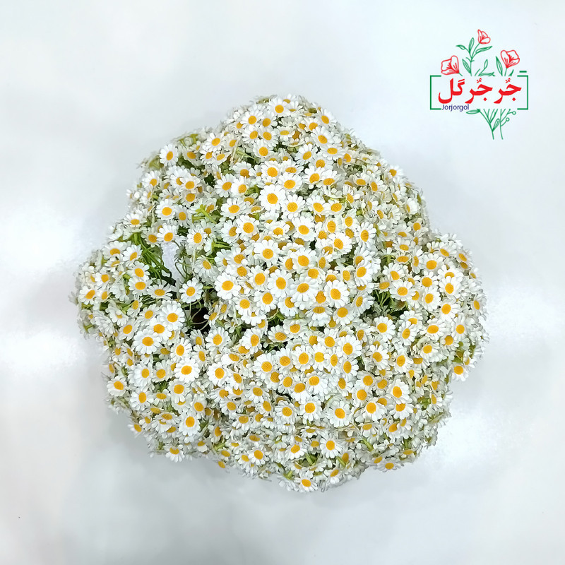 دسته گل مصنوعی بابونه جُرجُرگل مدل 7 شاخه با طراحی طبیعی، الیاف مقاوم در برابر نور و رطوبت، مناسب دکوراسیون رومیزی و فضای باز، ارتفاع 30 سانتی‌متر، قابل استفاده در مراسم و هدیه ماندگار