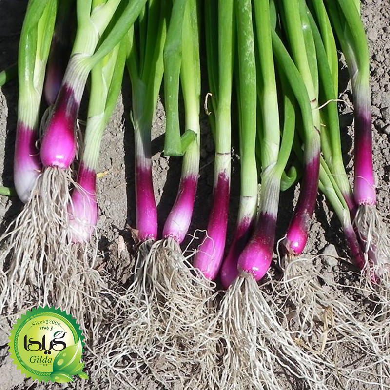 بذر سبزی خوردن گیلدا کد 097 مجموعه 10 عددی