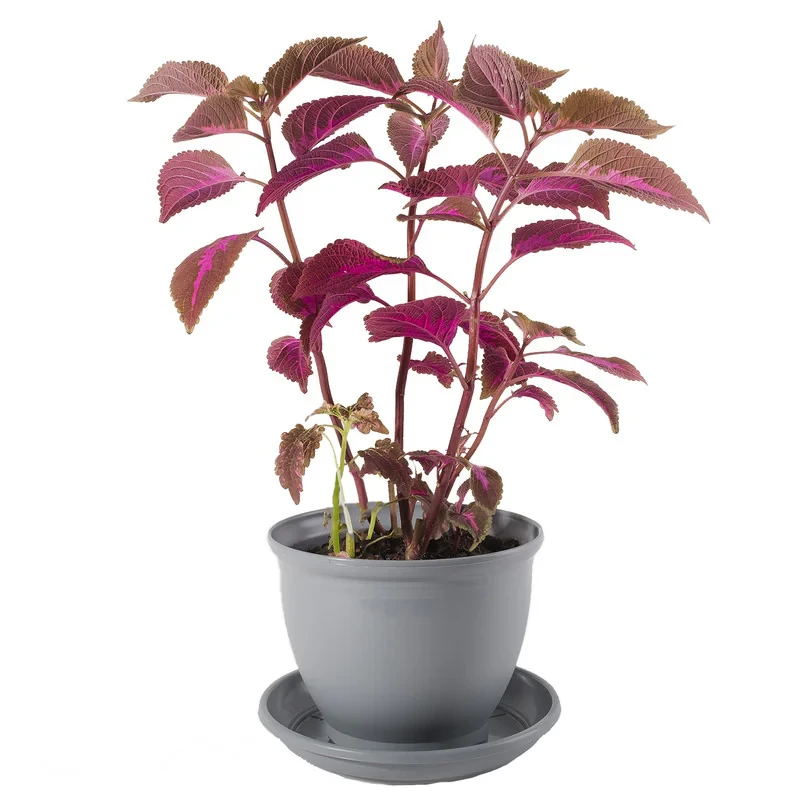 گیاه طبیعی حسن یوسف مدل P-09