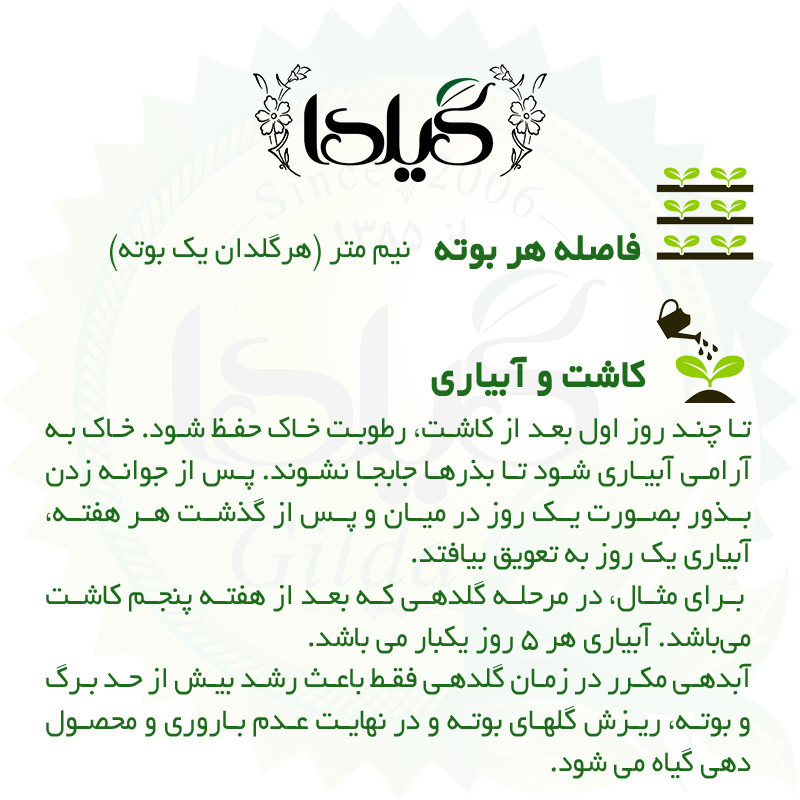 بذر خیار بوته ای آریا گیلدا کد 641