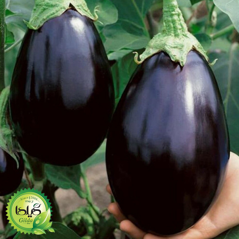بذر صیفی جات گلدانی گیلدا کد 094 مجموعه 10 عددی