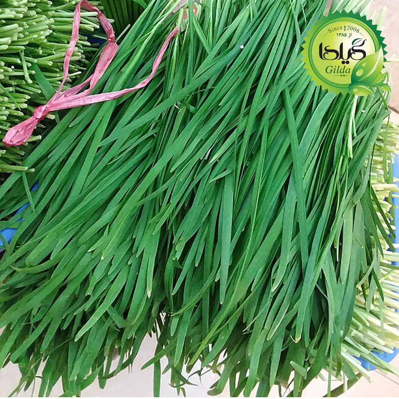 بذر سبزی خوردن گیلدا کد 097 مجموعه 10 عددی