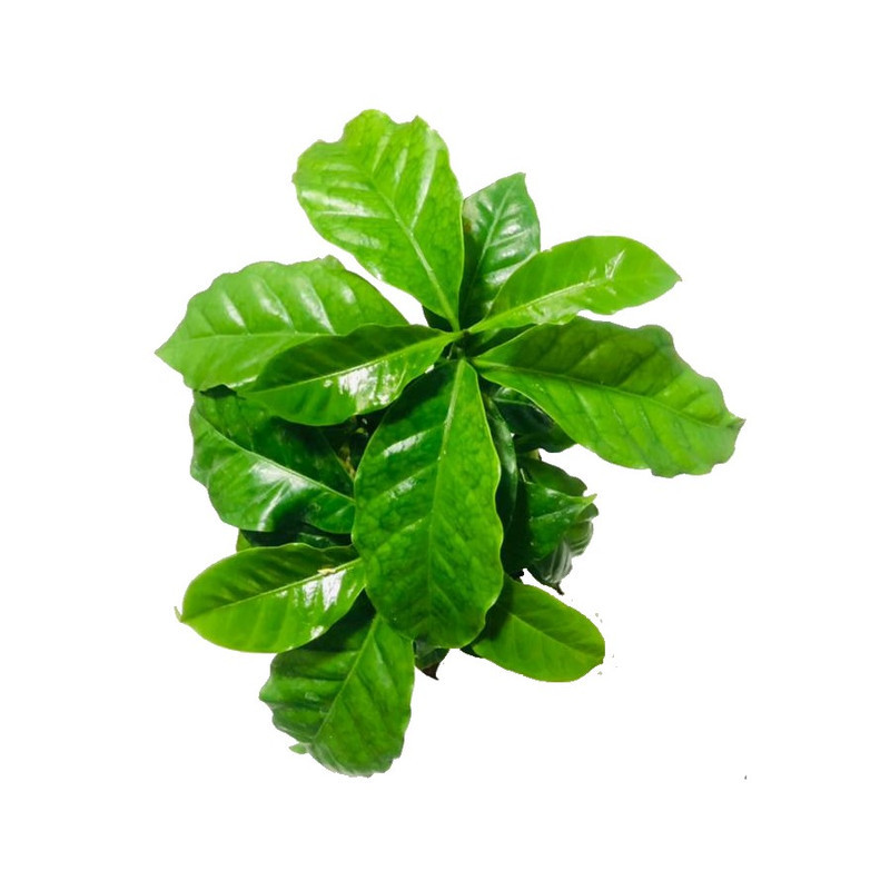 گل طبیعی قهوه مدل sh-2021