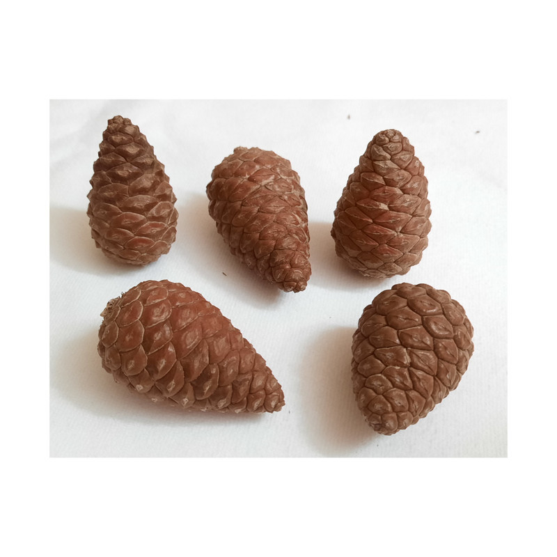 میوه تزیینی مدل کاج مینیاتوری بسته 5 عددی