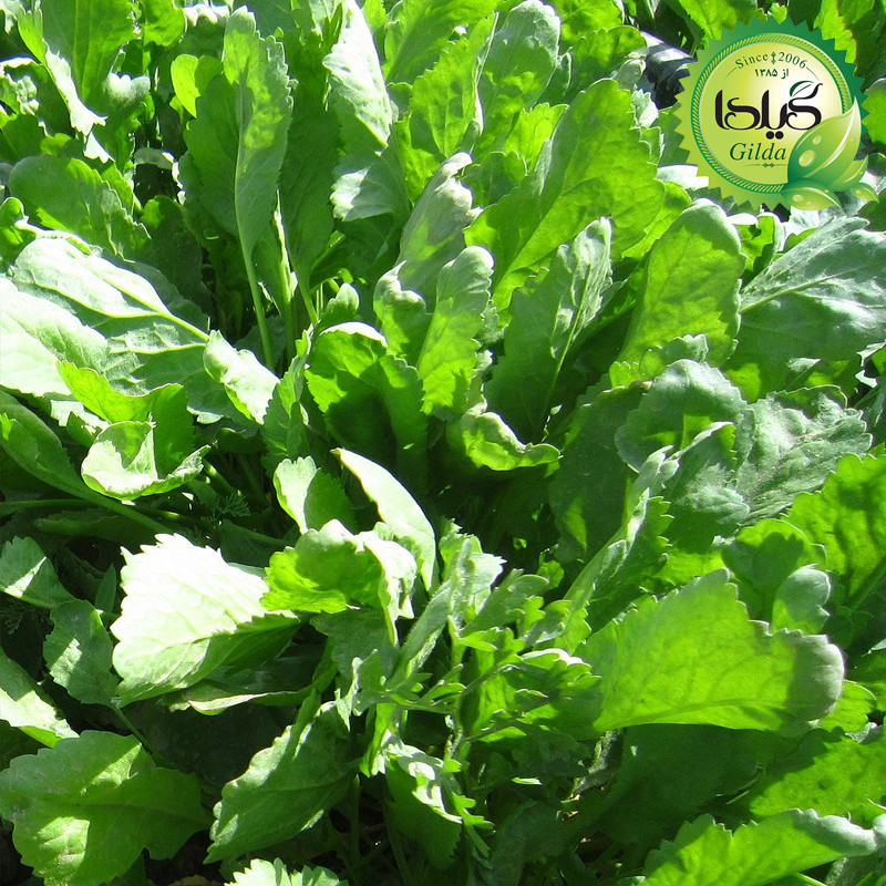 بذر سبزی خوردن گیلدا کد 097 مجموعه 10 عددی