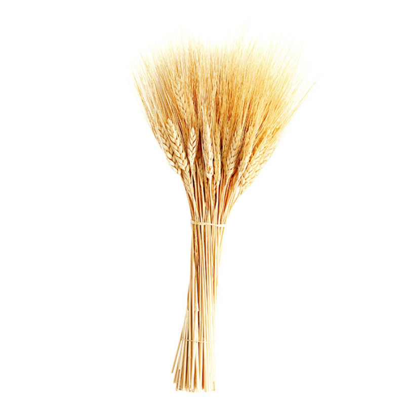 گل خشک مدل خوشه گندم