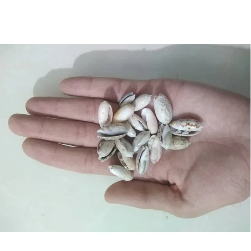 صدف تزیینی آکواریوم مدل 98  وزن 50 گرم