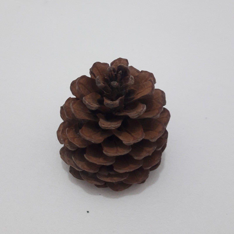 میوه تزیینی کاج مدل pine cone 1