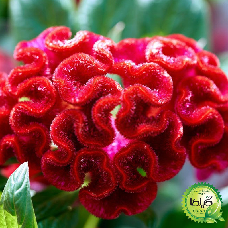 بذر تاج خروس چتری گیلدا کد 801