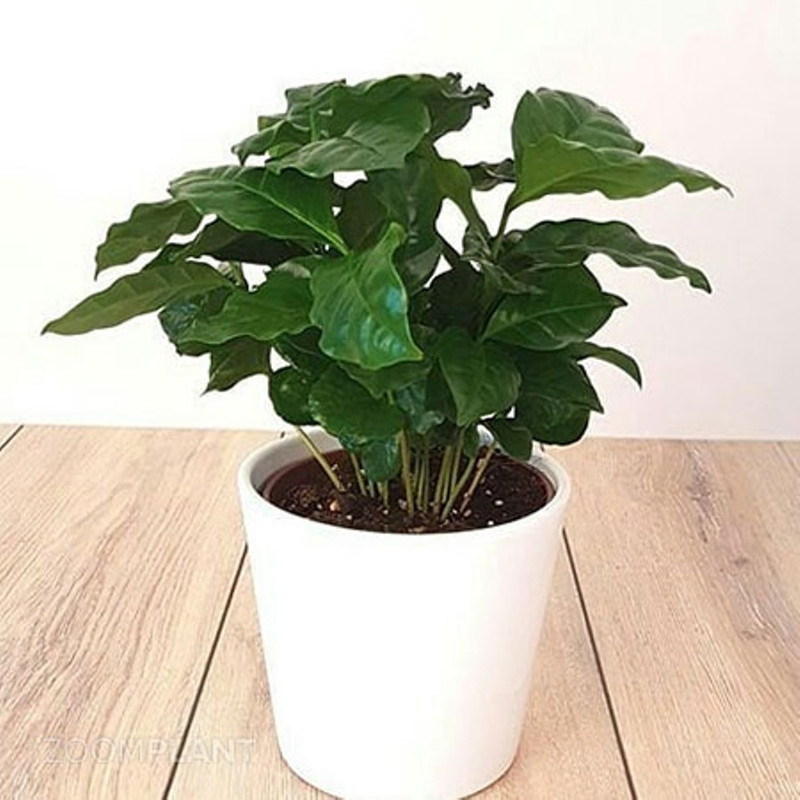 گل طبیعی قهوه مدل sh-2021