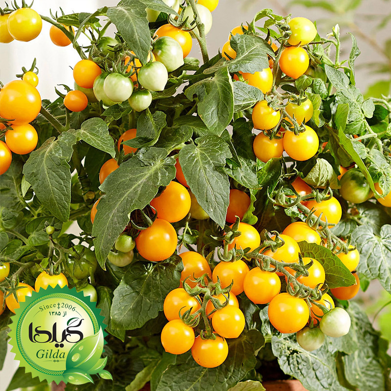 بذر صیفی جات گلدانی گیلدا کد 094 مجموعه 10 عددی