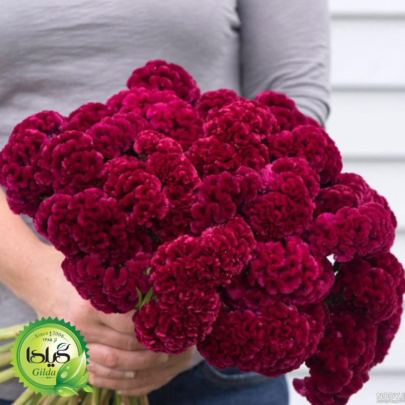 بذر تاج خروس چتری گیلدا کد 801