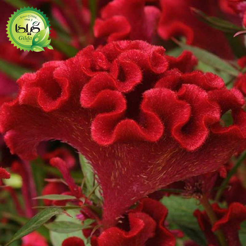 بذر تاج خروس چتری گیلدا کد 801