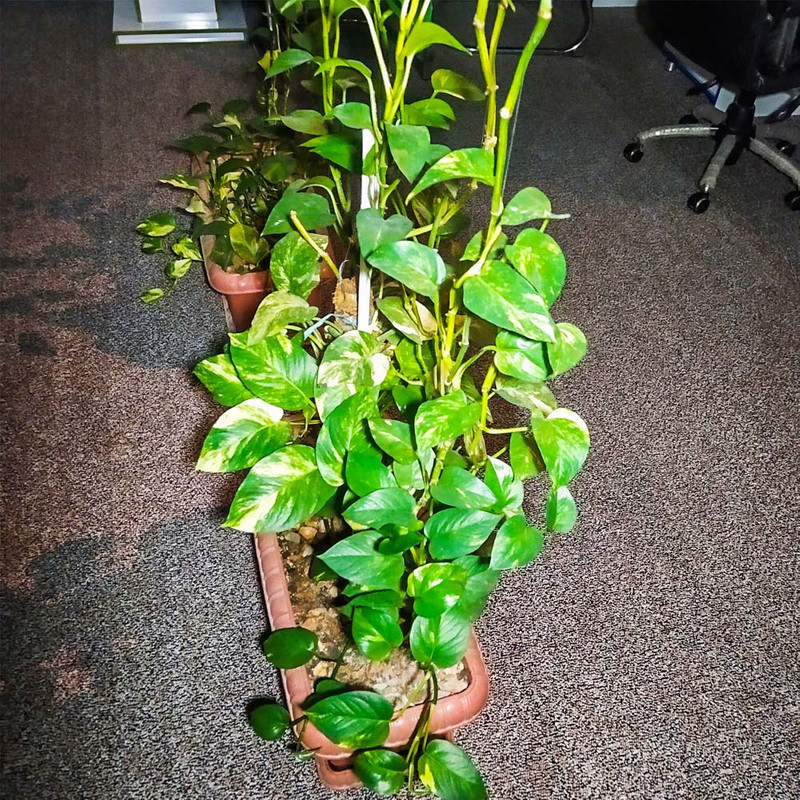 چراغ هالوژن 9 وات شاهچراغ مدل روناک بسته 12 عددی