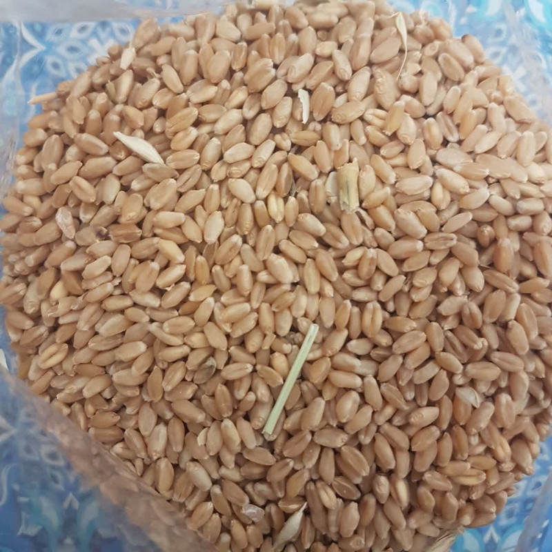 غذای پرندگان مدل گندم مرغ عشق وزن 10000 گرم