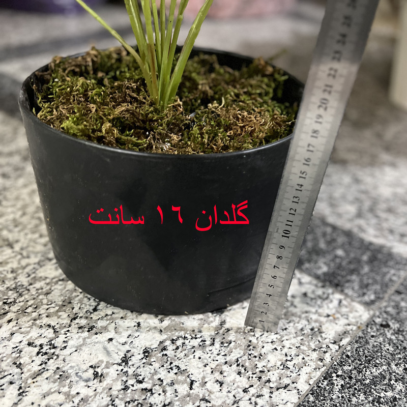 گلدان با گل مصنوعی پچیرا مدل پالم، 9 برگ، مناسب رومیزی، دیوارکوب، آویزی و ایستاده، ابعاد 20×20×50 سانتی‌متر، وزن 200 گرم