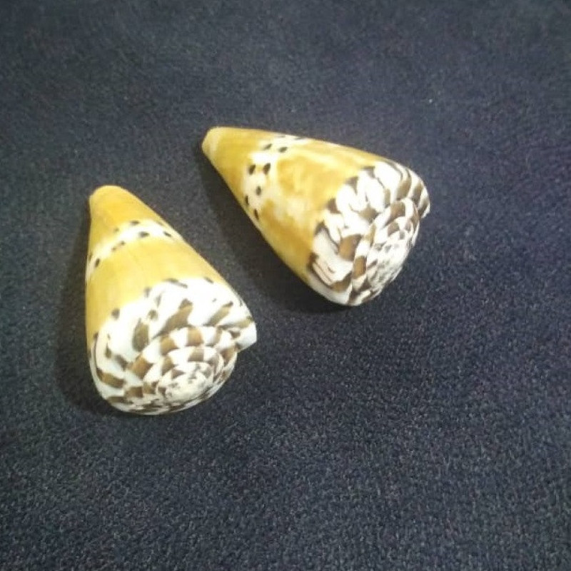 صدف تزئینی آکواریوم مدل T50 مجموعه 2 عددی