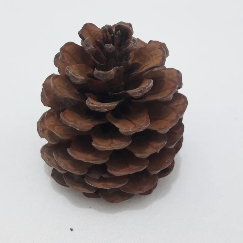 میوه تزیینی کاج مدل pine cone 1