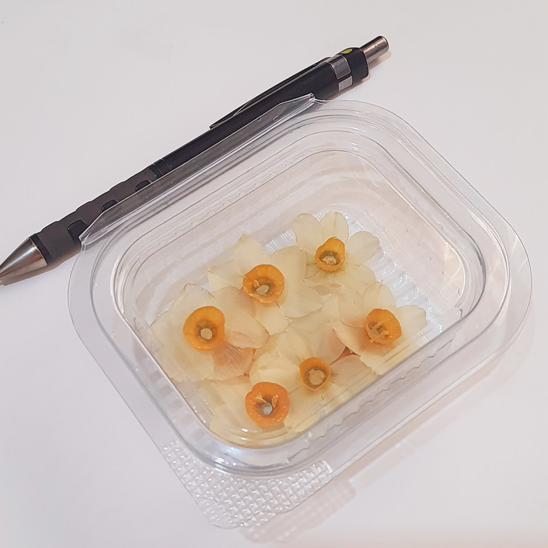 گل خشک مدل نرگس طبیعی بسته 10 عددی