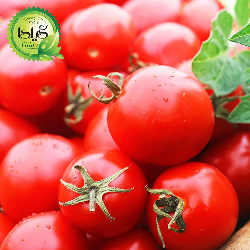 بذر گوجه ارلی اوربانا گیلدا کد 558